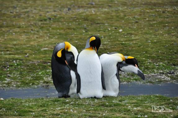 Pinguins rei parecem posar para fotografia em Salisbury Plain, na Geórgia do Sul